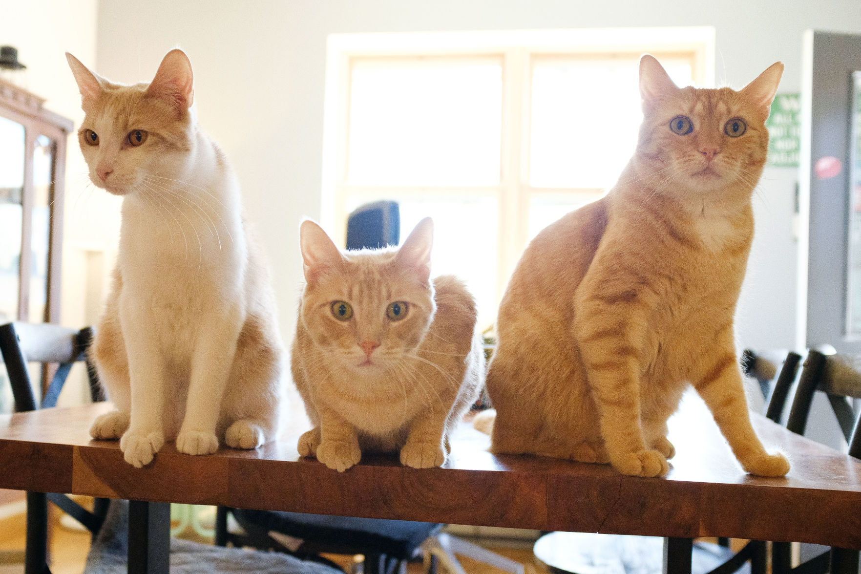 Animal adoptions during COVID-19